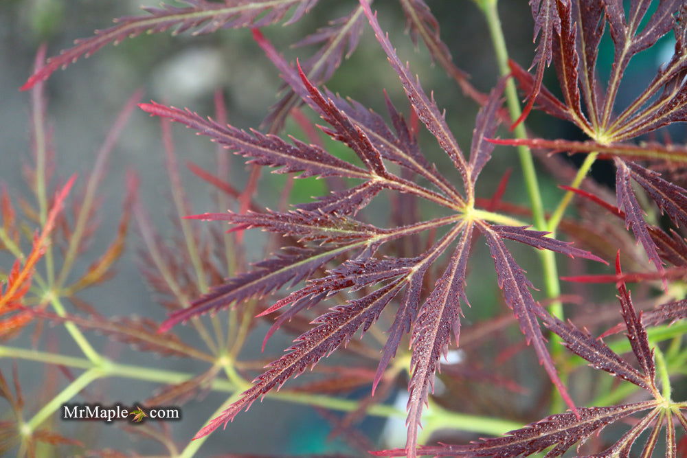 - Acer palmatum 'Mioun' Weeping Japanese Maple - Mr Maple │ Buy Japanese Maple Trees