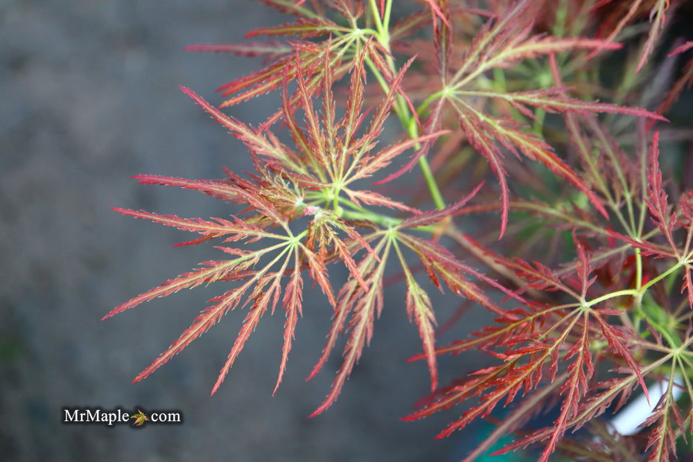 - Acer palmatum 'Mioun' Weeping Japanese Maple - Mr Maple │ Buy Japanese Maple Trees