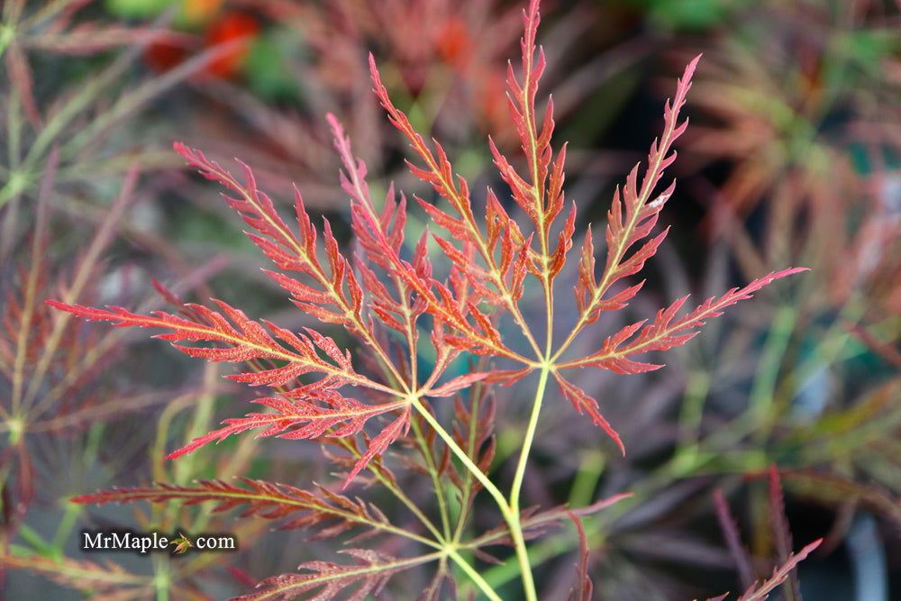 - Acer palmatum 'Mioun' Weeping Japanese Maple - Mr Maple │ Buy Japanese Maple Trees