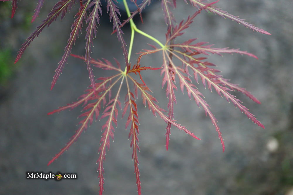 - Acer palmatum 'Mioun' Weeping Japanese Maple - Mr Maple │ Buy Japanese Maple Trees