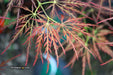 - Acer palmatum 'Mioun' Weeping Japanese Maple - Mr Maple │ Buy Japanese Maple Trees