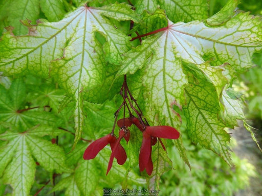 - Acer palmatum 'Miss Maple' Japanese Maple - Mr Maple │ Buy Japanese Maple Trees