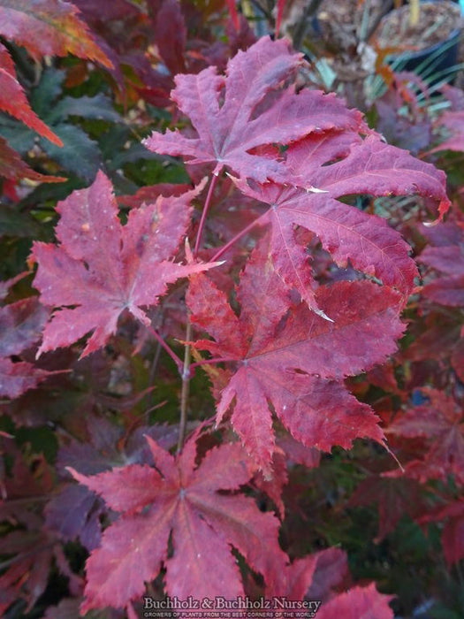 - Acer palmatum 'Miss Maple' Japanese Maple - Mr Maple │ Buy Japanese Maple Trees