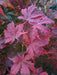 - Acer palmatum 'Miss Maple' Japanese Maple - Mr Maple │ Buy Japanese Maple Trees