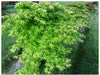 - Acer palmatum 'Miss Maple' Japanese Maple - Mr Maple │ Buy Japanese Maple Trees