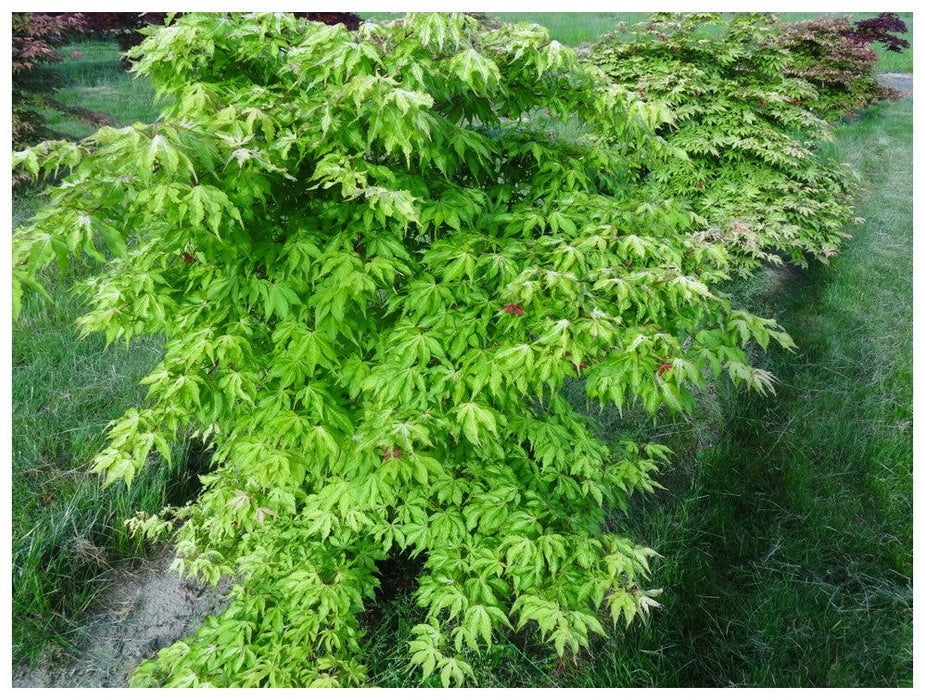 - Acer palmatum 'Miss Maple' Japanese Maple - Mr Maple │ Buy Japanese Maple Trees