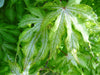 - Acer palmatum 'Miss Maple' Japanese Maple - Mr Maple │ Buy Japanese Maple Trees