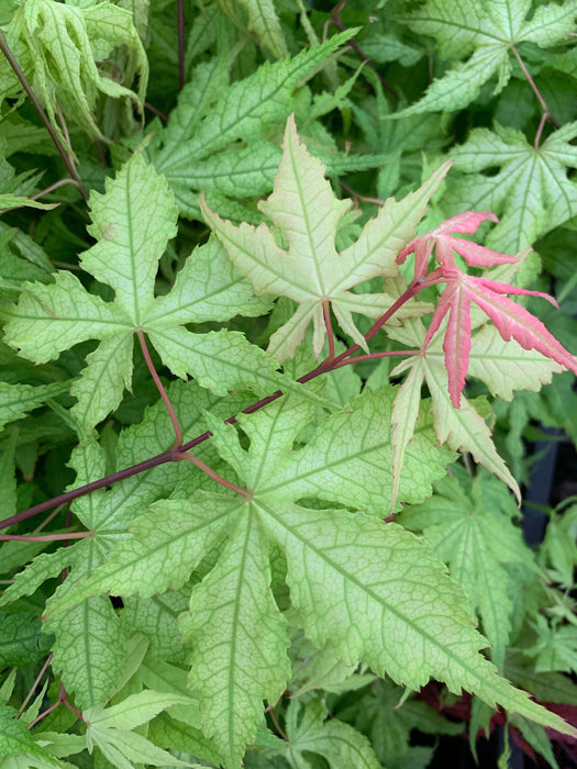 - Acer palmatum 'Miss Maple' Japanese Maple - Mr Maple │ Buy Japanese Maple Trees