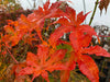 - Acer palmatum 'Miss Maple' Japanese Maple - Mr Maple │ Buy Japanese Maple Trees