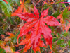 - Acer palmatum 'Miss Maple' Japanese Maple - Mr Maple │ Buy Japanese Maple Trees