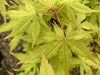 - Acer palmatum 'Miss Maple' Japanese Maple - Mr Maple │ Buy Japanese Maple Trees