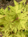 - Acer palmatum 'Miss Maple' Japanese Maple - Mr Maple │ Buy Japanese Maple Trees