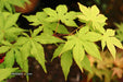 - Acer palmatum 'Miss Maple' Japanese Maple - Mr Maple │ Buy Japanese Maple Trees