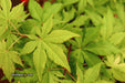 - Acer palmatum 'Miss Maple' Japanese Maple - Mr Maple │ Buy Japanese Maple Trees