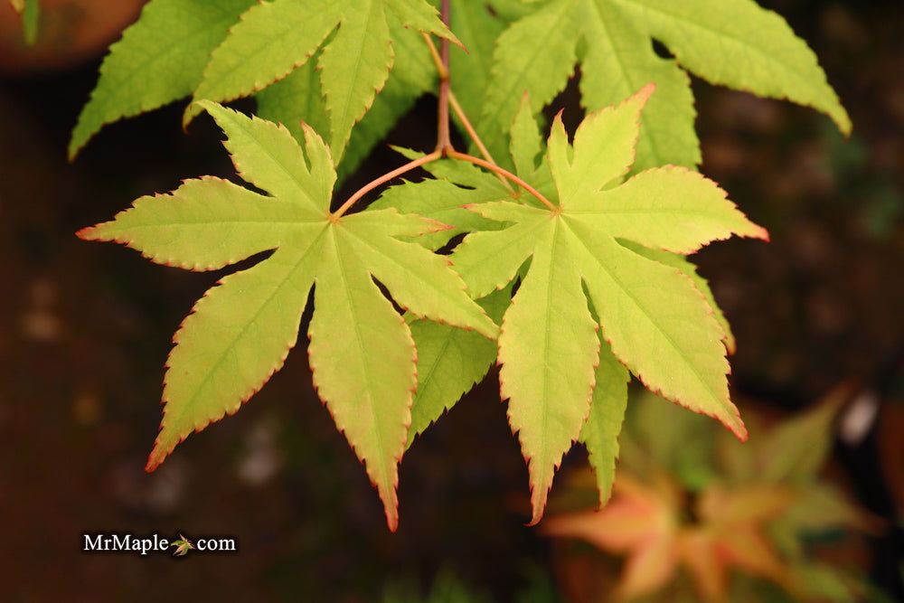 - Acer palmatum 'Miss Maple' Japanese Maple - Mr Maple │ Buy Japanese Maple Trees