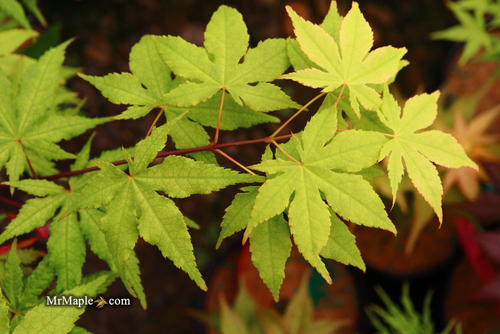 - Acer palmatum 'Miss Maple' Japanese Maple - Mr Maple │ Buy Japanese Maple Trees