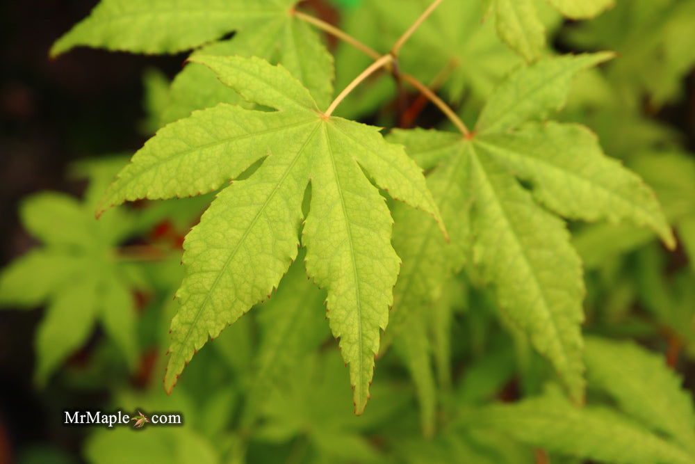 - Acer palmatum 'Miss Maple' Japanese Maple - Mr Maple │ Buy Japanese Maple Trees