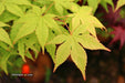 - Acer palmatum 'Miss Maple' Japanese Maple - Mr Maple │ Buy Japanese Maple Trees