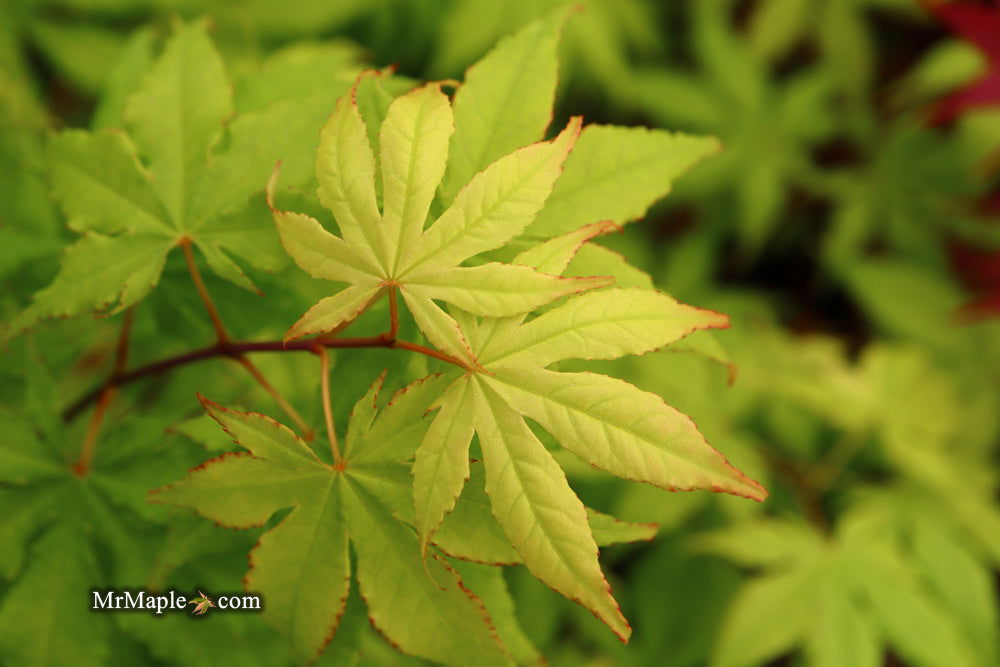 - Acer palmatum 'Miss Maple' Japanese Maple - Mr Maple │ Buy Japanese Maple Trees