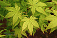 - Acer palmatum 'Miss Maple' Japanese Maple - Mr Maple │ Buy Japanese Maple Trees