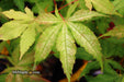 - Acer palmatum 'Miss Maple' Japanese Maple - Mr Maple │ Buy Japanese Maple Trees