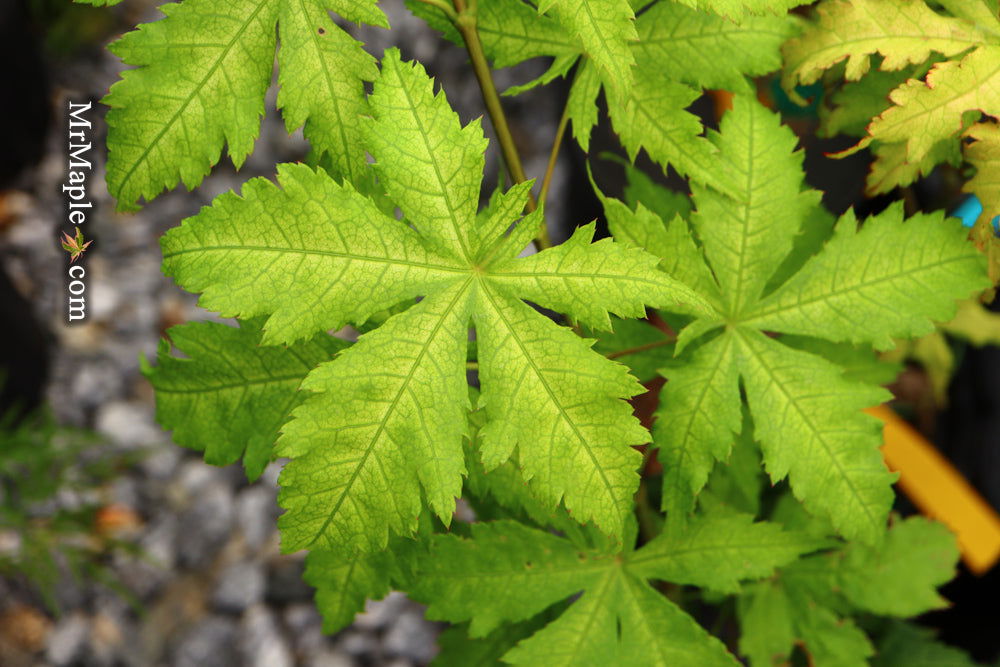 - Acer palmatum 'Miss Maple' Japanese Maple - Mr Maple │ Buy Japanese Maple Trees