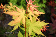 - Acer palmatum 'Miss Maple' Japanese Maple - Mr Maple │ Buy Japanese Maple Trees