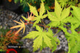 - Acer palmatum 'Miss Maple' Japanese Maple - Mr Maple │ Buy Japanese Maple Trees