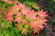 - Acer palmatum 'Miss Maple' Japanese Maple - Mr Maple │ Buy Japanese Maple Trees