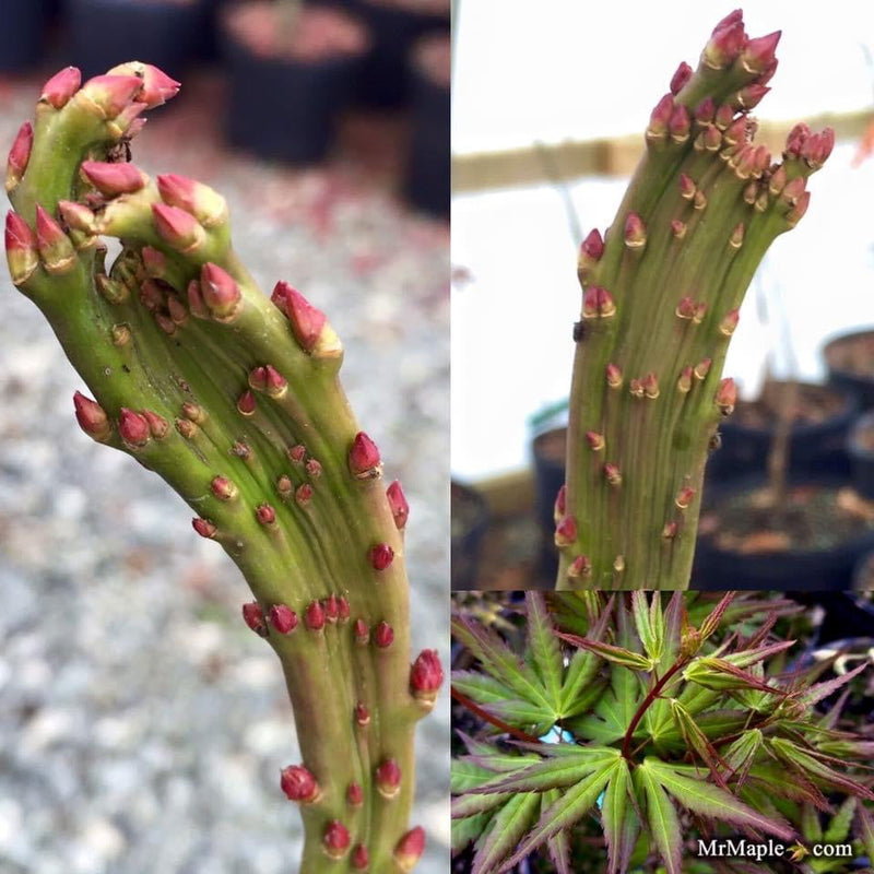 - Acer palmatum 'Miss Piggy' Japanese Maple - Mr Maple │ Buy Japanese Maple Trees