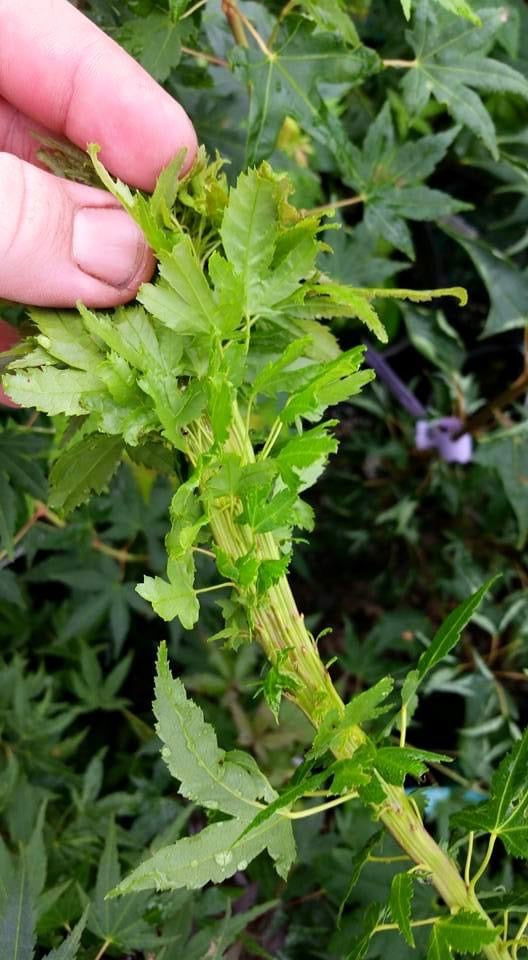 - Acer palmatum 'Miss Piggy' Japanese Maple - Mr Maple │ Buy Japanese Maple Trees