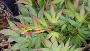 - Acer palmatum 'Miss Piggy' Japanese Maple - Mr Maple │ Buy Japanese Maple Trees