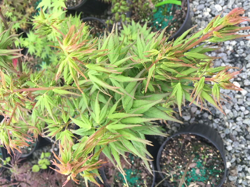 - Acer palmatum 'Miss Piggy' Japanese Maple - Mr Maple │ Buy Japanese Maple Trees