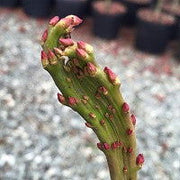 - Acer palmatum 'Miss Piggy' Japanese Maple - Mr Maple │ Buy Japanese Maple Trees