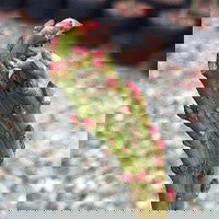 - Acer palmatum 'Miss Piggy' Japanese Maple - Mr Maple │ Buy Japanese Maple Trees