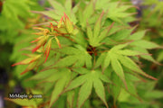 - Acer palmatum 'Miss Piggy' Japanese Maple - Mr Maple │ Buy Japanese Maple Trees