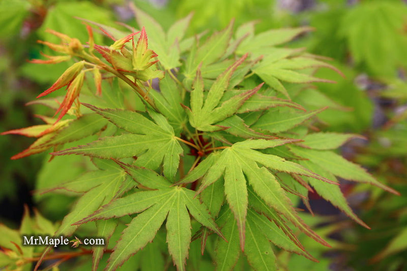 - Acer palmatum 'Miss Piggy' Japanese Maple - Mr Maple │ Buy Japanese Maple Trees