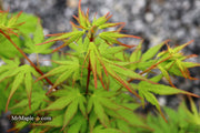 - Acer palmatum 'Miss Piggy' Japanese Maple - Mr Maple │ Buy Japanese Maple Trees