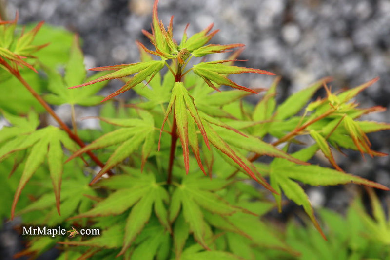 - Acer palmatum 'Miss Piggy' Japanese Maple - Mr Maple │ Buy Japanese Maple Trees