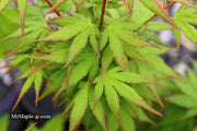 - Acer palmatum 'Miss Piggy' Japanese Maple - Mr Maple │ Buy Japanese Maple Trees