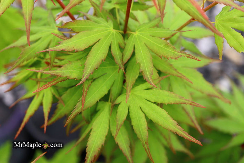 - Acer palmatum 'Miss Piggy' Japanese Maple - Mr Maple │ Buy Japanese Maple Trees