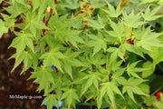 - Acer palmatum 'Miss Piggy' Japanese Maple - Mr Maple │ Buy Japanese Maple Trees