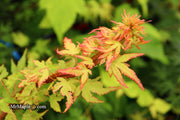 - Acer palmatum 'Miss Piggy' Japanese Maple - Mr Maple │ Buy Japanese Maple Trees