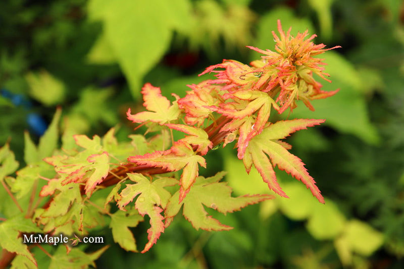 - Acer palmatum 'Miss Piggy' Japanese Maple - Mr Maple │ Buy Japanese Maple Trees