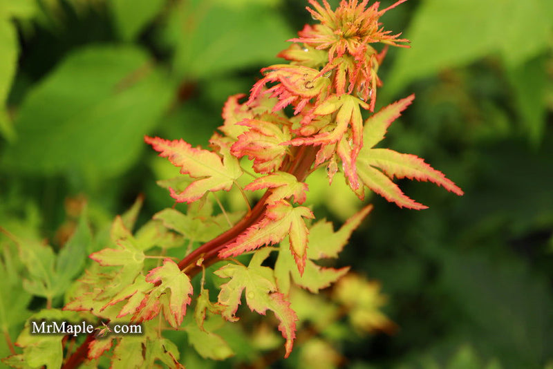 - Acer palmatum 'Miss Piggy' Japanese Maple - Mr Maple │ Buy Japanese Maple Trees
