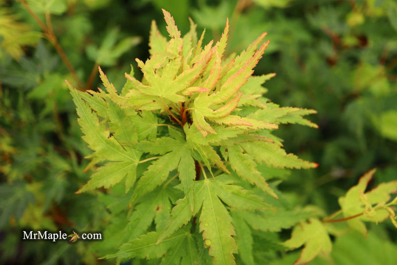 - Acer palmatum 'Miss Piggy' Japanese Maple - Mr Maple │ Buy Japanese Maple Trees