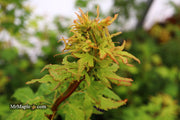 - Acer palmatum 'Miss Piggy' Japanese Maple - Mr Maple │ Buy Japanese Maple Trees