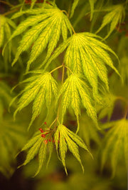 - Acer palmatum 'Miwa' Variegated Japanese Maple - Mr Maple │ Buy Japanese Maple Trees