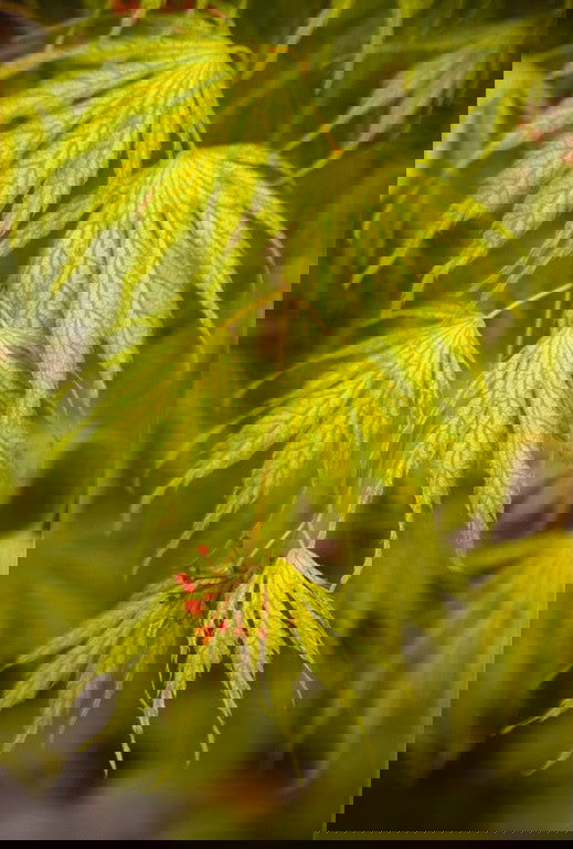- Acer palmatum 'Miwa' Variegated Japanese Maple - Mr Maple │ Buy Japanese Maple Trees