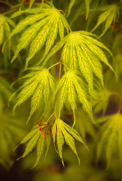 - Acer palmatum 'Miwa' Variegated Japanese Maple - Mr Maple │ Buy Japanese Maple Trees